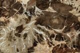 Beautiful Petrified Wood (Araucaria) Slab - Madagascar #355341-1